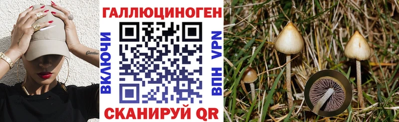 купить цена Суджа Галлюциногенные грибы GOLDEN TEACHER